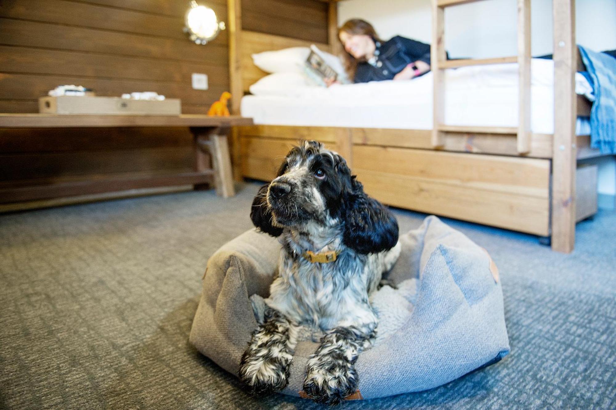 Lock Chambers, Caledonian Canal Centre حصن أوغسطس الغرفة الصورة